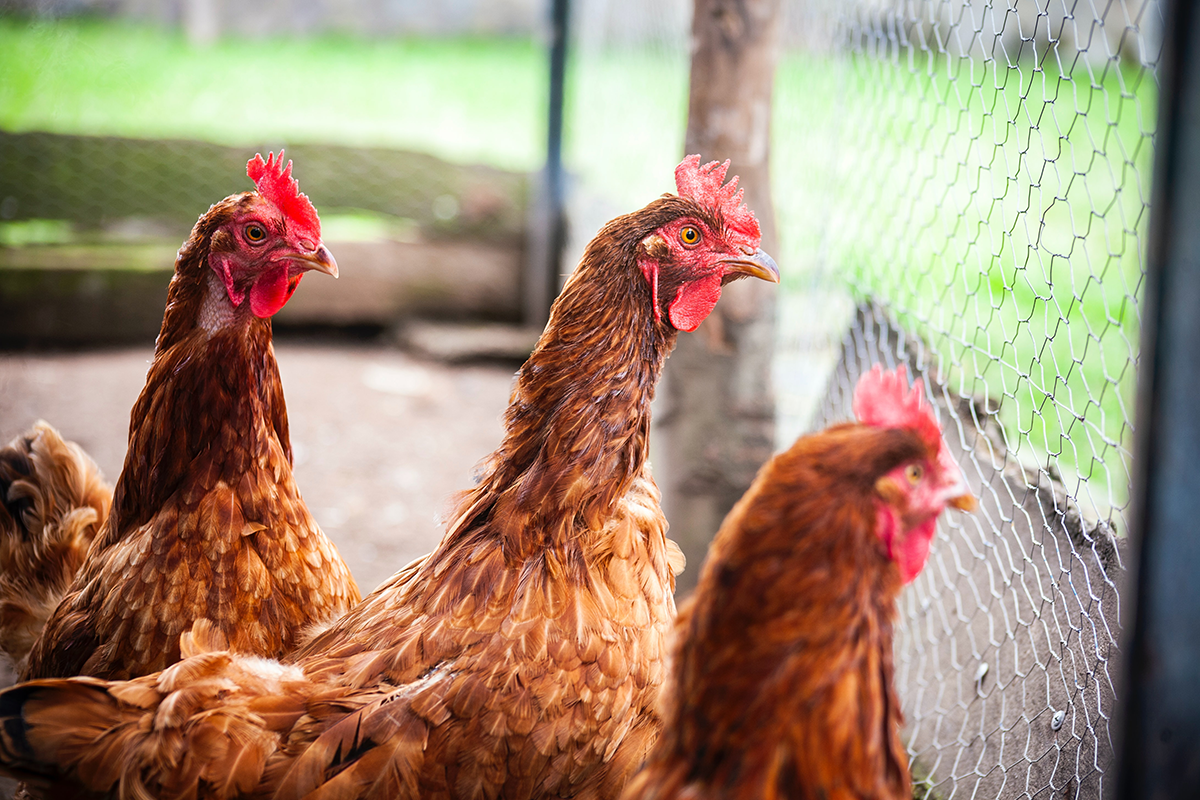 Hens cooped up behind a fence, by Dave Sandoval Unsplash