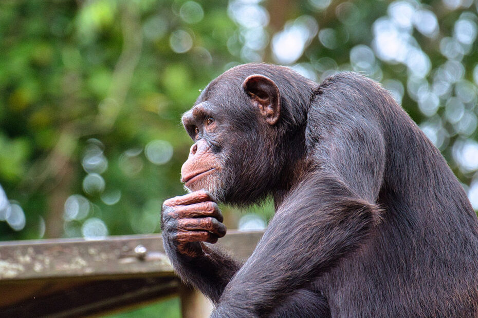 Jane Goodall approached chimpanzees with curiosity and respect. When someone does something unexpected, pause and reflect on where they might be coming from before reacting.