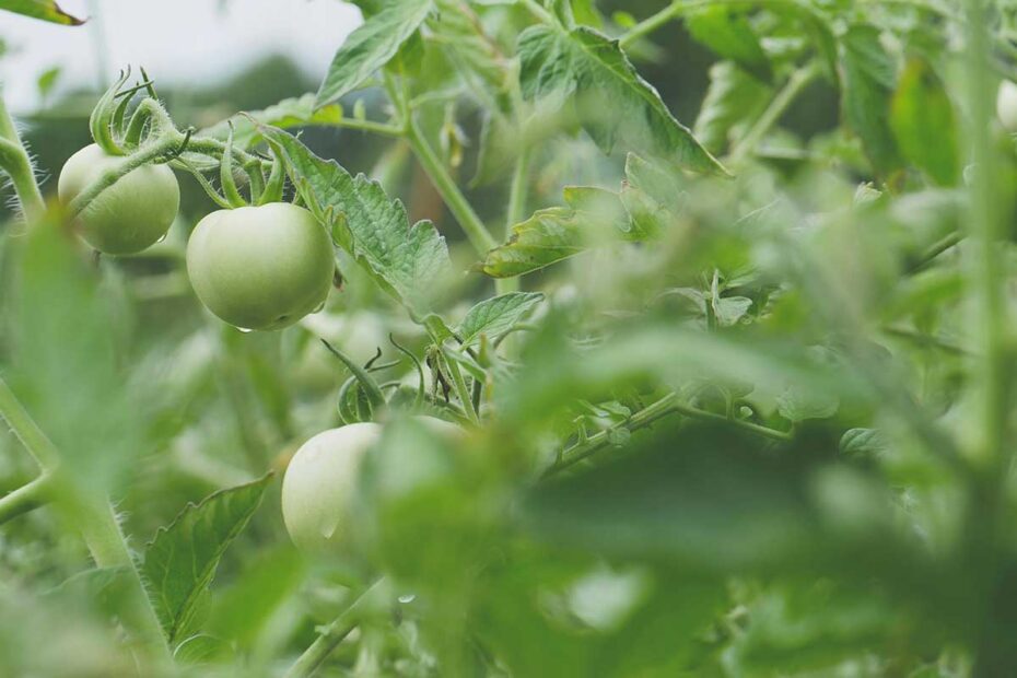Image of growing food - tomatoes ready to ripen