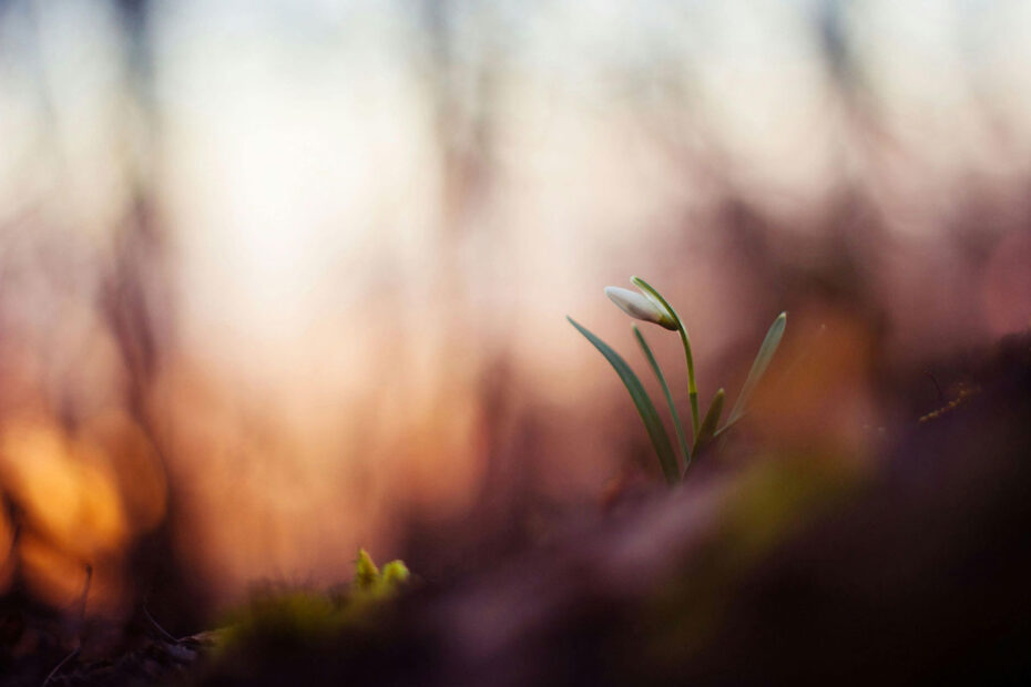 A flower growing after a fire, representing the inner strength to move on after a loss or challenge