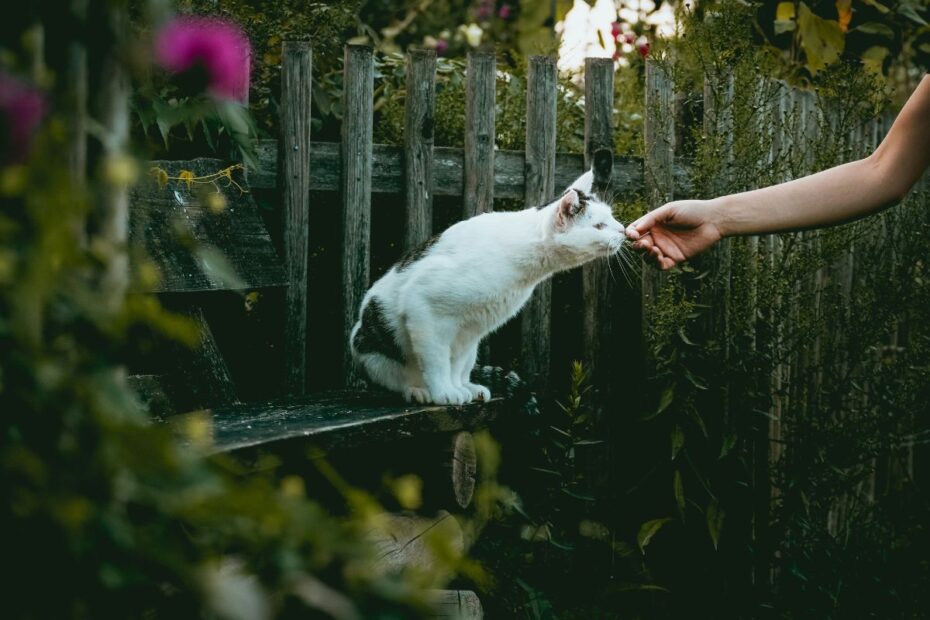 Joy is yours to create by noticing and savoring good things about your life, like petting a beautiful cat in a sunny woodland
