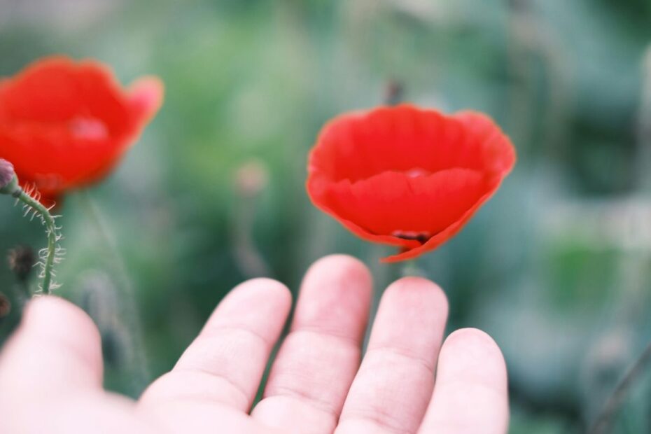 Appreciating even the smallest things, like a beautiful flower, leads to a sense of abundance and thankfulness.