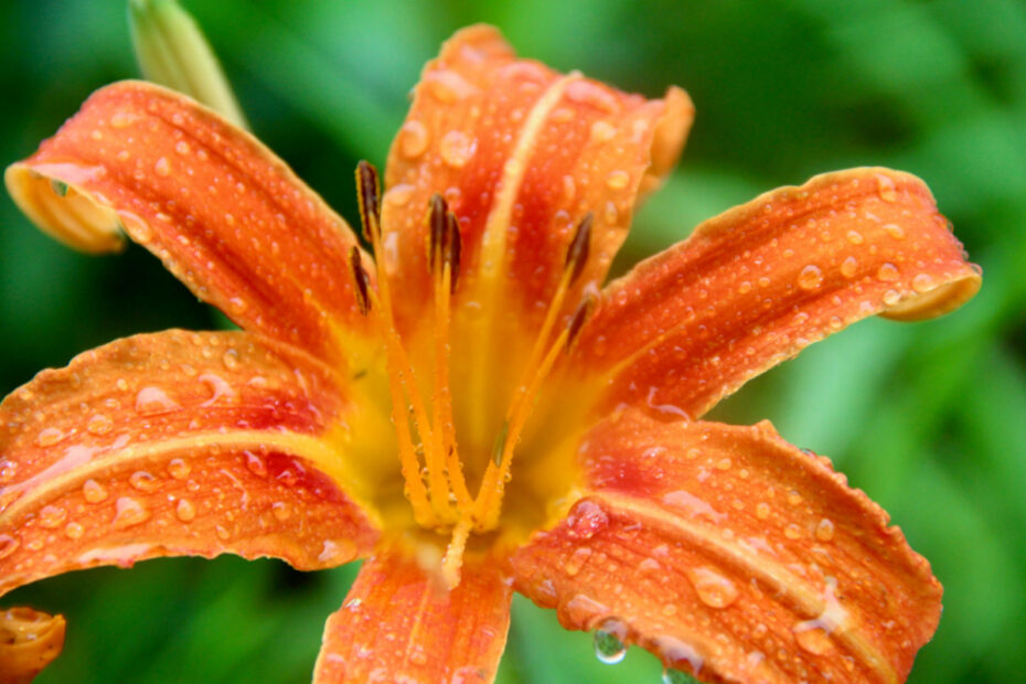 April showers bring May flowers, because something hidden is growing